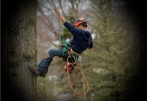 DL Tree Climbing Service 