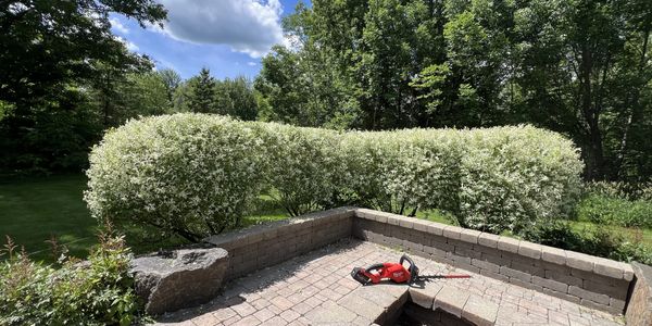 Chain saw on patio in front of trimmed bushes.