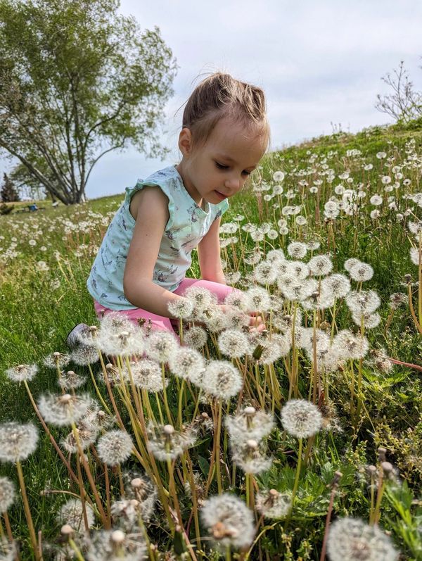 Granddaughter kneeling in a big path of dandelions by the sea