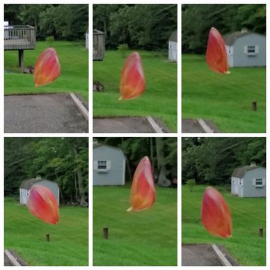 Collage of six views of a red flower petal twirling at the end of a strand of spider web silk