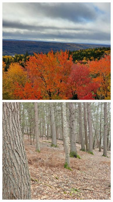 Photo collage of colorful fall foliage above a bare forest of tree trunks