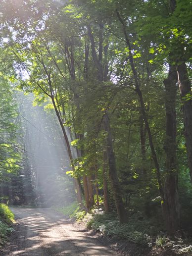 A morning scene by the river with sunbeams streaming through the leaves