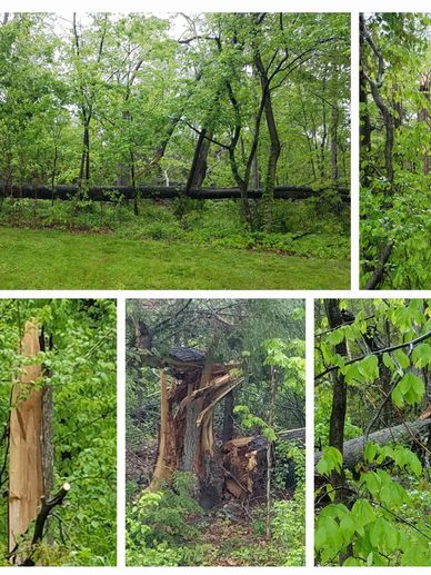 Collage of several photos taken shortly after a tornado knocked down 25 or 30 large trees at my daug