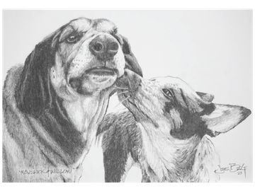 Animal Commissions by artist Joe Belt. Pencil drawing of Maverick & Willow.