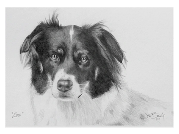 Animal Commissions by artist Joe Belt. Pencil drawing of Zoe.