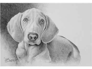 Animal Commissions by artist Joe Belt. Pencil drawing of Buddy.
