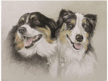 Animal Commissions by artist Joe Belt. Colored pencil drawing of two dogs.