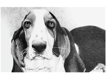 Animal Commissions by artist Joe Belt. Pencil drawing of Romo-Sweet Boy.