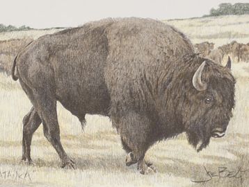 Wildlife, Plains Bison art print by Joe Belt