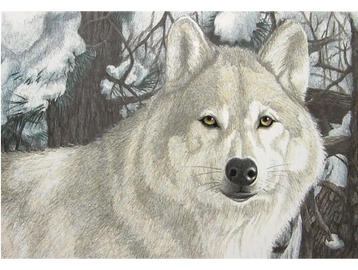 Wildlife, Winter Wolf Art Print by Joe Belt