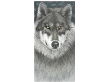 Wildlife, Timber Wolf art print by Joe Belt