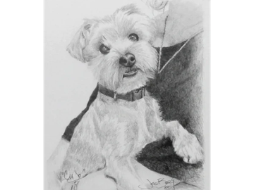 Animal Commissions by artist Joe Belt. Pencil drawing of Cub.