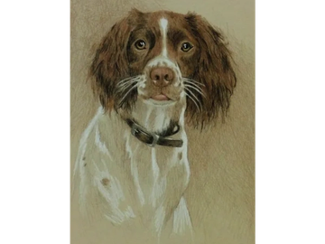 Animal Commissions by artist Joe Belt. Colored pencil drawing of a dog.