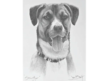 Animal Commissions by artist Joe Belt. Pencil drawing of Stourmie.