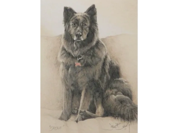 Animal Commissions by artist Joe Belt. Colored pencil drawing of Sable.