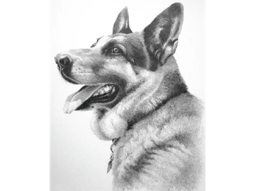 Animal Commissions by artist Joe Belt. Pencil drawing of a dog.