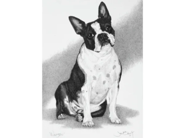 Animal Commissions by artist Joe Belt. Pencil drawing of Winston.