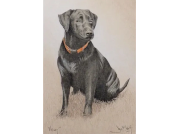 Animal Commissions by artist Joe Belt. Colored pencil drawing of Molly.