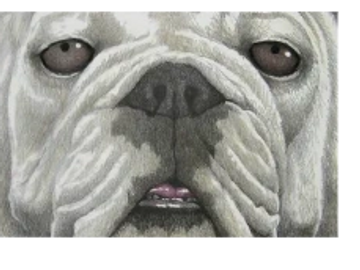 Sports Print by Joe Belt. Georgia Bulldogs, Dawg Eyes