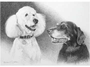 Animal Commissions by artist Joe Belt. Pencil drawing of Maddie & Isabel.