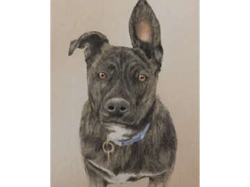 Animal Commissions by artist Joe Belt. Colored pencil drawing of a dog.