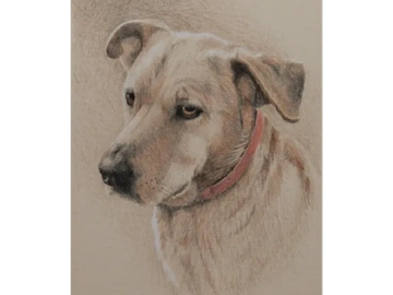 Animal Commissions by artist Joe Belt. Colored pencil drawing of a dog.