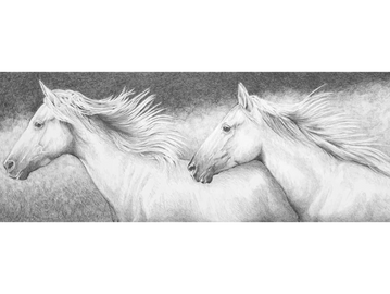 Wildlife, Wild and Free horse print canvas by Joe Belt 