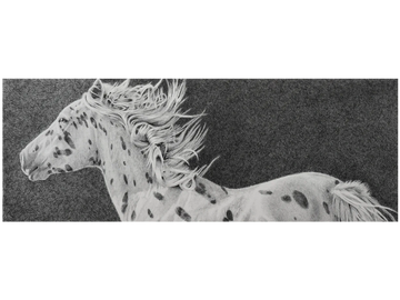 Wildlife, Appaloosa horse print canvas by Joe Belt 