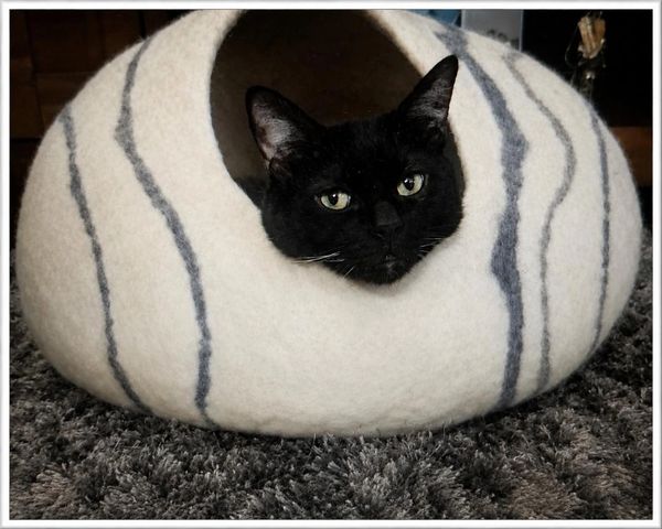 Black cat peeking out of a cozy, striped cat cave.