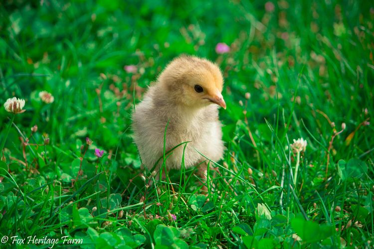 A fluffy yellow chick stands amidst green grass and small flowers.