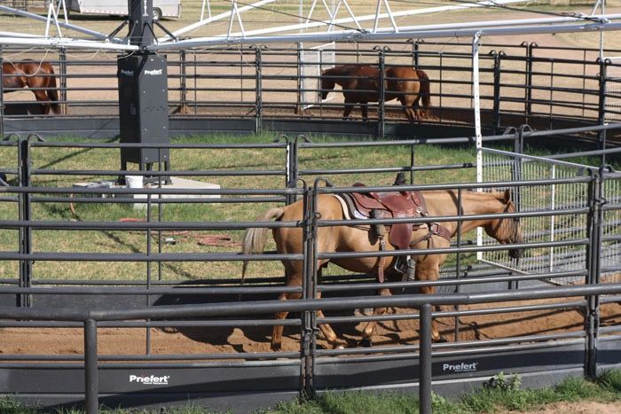 Equine exerciser 