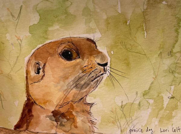 Prairie Dog postcard