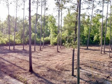 #landclearing #forestrymulching #skidsteer #excavator #treeservice #gadsdencounty #leoncounty
