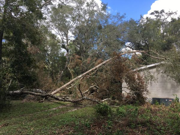 #emergencytreeservice. #treetrimming. #treeremoval. #forestrymulching. #landclearing