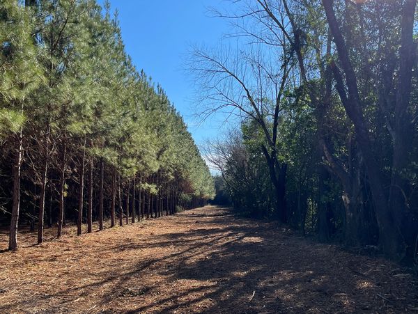 #fencelineclearing, #forestrymulching, #landclearing, #stumpgrinding, #gadsdencounty, #leoncounty, #