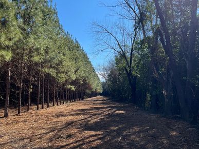 #fencelineclearing #landclearing #forestrymulching #skidsteer #excavator #gadsdencounty #leoncount