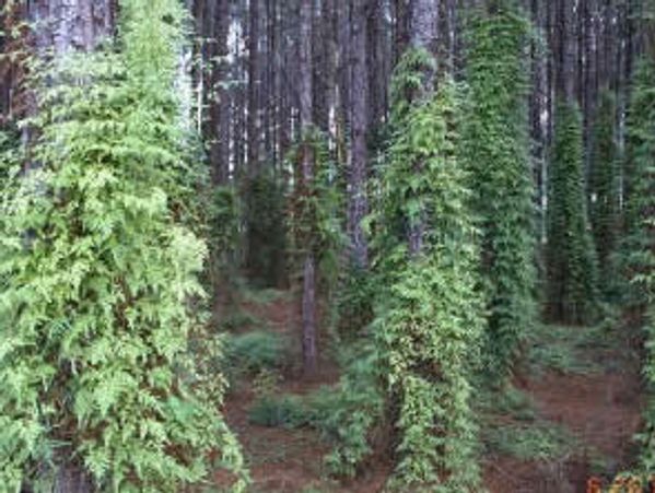 #FLORIDAINVASIVESPECIES, #INVASIVESPECIES, #FORESTRYMULCHING, #TREESERVICE, #LANDCLEARING, #GADSDENC