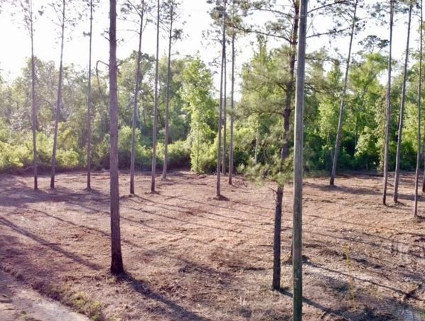 #FORESTRYMULCHING, #mulching, #TRAIL, #driveway, #LEONCOUNTY, #GADSDENCOUNTY, #QUINCY, #HAVANa, #tal