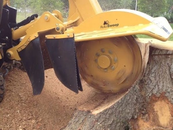 #stumpgrinding #treeservice #treeremoval #treetrimming #gadsdencounty #leoncounty