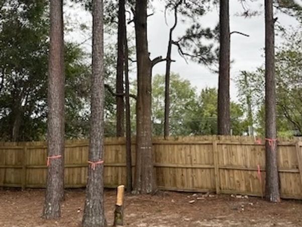 #treeservice #treeremoval #treetrimming #gadsdencounty #leoncounty