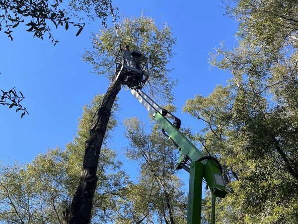 #treeservice #treeremoval #treetrimming #gadsdencounty #leoncounty