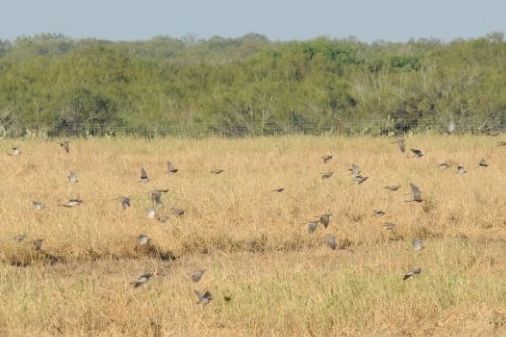 Doves over field at Ghost Apache Ranch