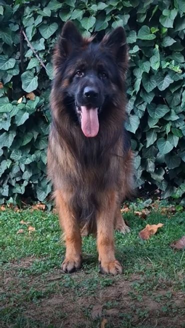 German Shepherd dog standing on grass with tongue out.