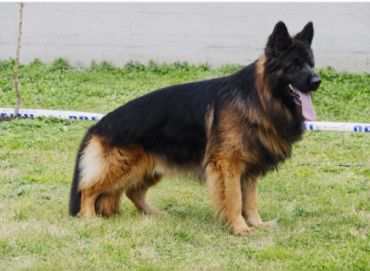 A black and tan German Shepherd dog standing on grass.