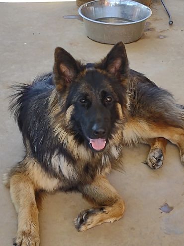 German Shepherd dog lying on the floor.