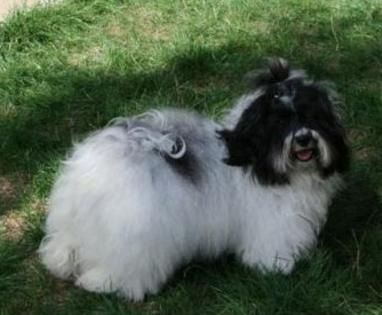 Seantiago Havanese