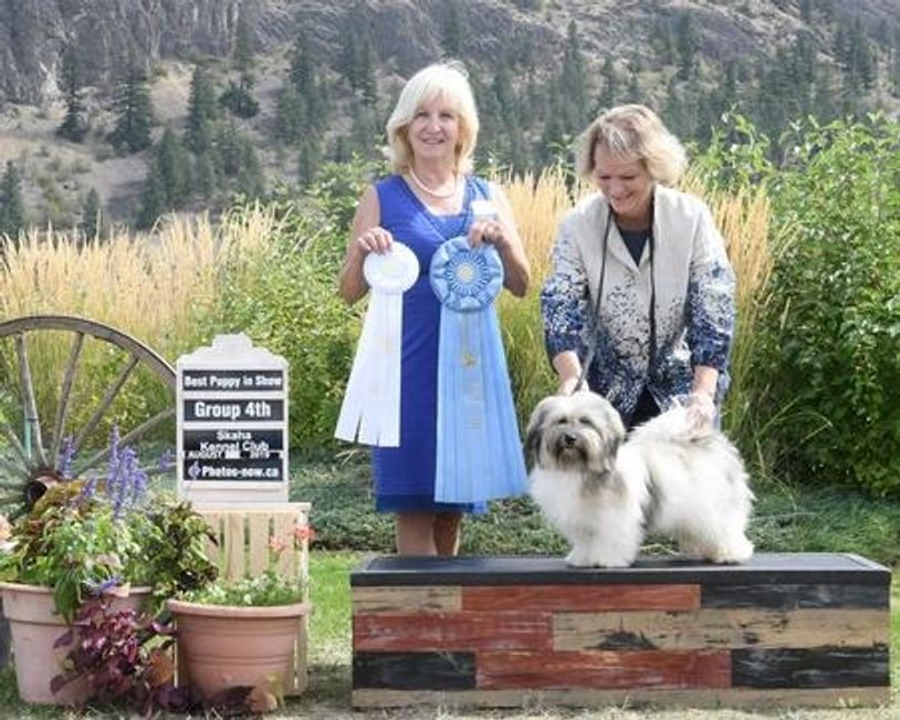 Seantiago Havanese