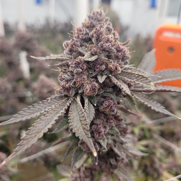 Another example of our live soil Mississippi cultivation method, Tropicana Cherry.