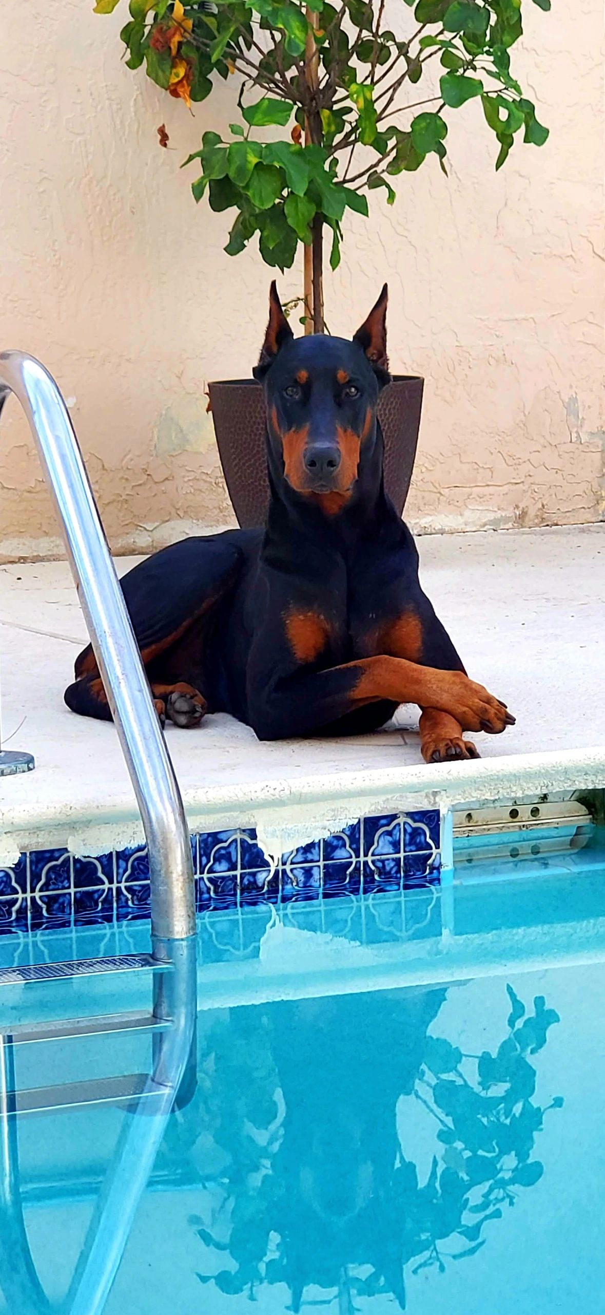 How Long Does It Take To Potty Train A Doberman