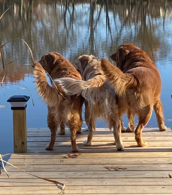 Golden Retrievers Ri